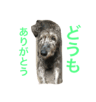 ふぅと愉快な仲間たち2（個別スタンプ：6）