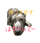 ふぅと愉快な仲間たち2（個別スタンプ：15）