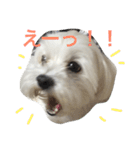 しろほわのみいなお（個別スタンプ：13）
