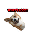 Aka the corgi（個別スタンプ：7）