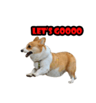 Aka the corgi（個別スタンプ：10）