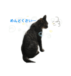 野良猫ちゃん（個別スタンプ：2）