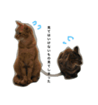 野良猫ちゃん（個別スタンプ：24）