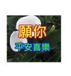 White Flower images（個別スタンプ：1）
