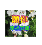 White Flower images（個別スタンプ：8）