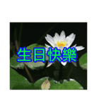 White Flower images（個別スタンプ：26）