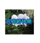 White Flower images（個別スタンプ：27）