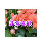 Flower images_2（個別スタンプ：7）