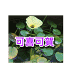 Flower images_2（個別スタンプ：33）