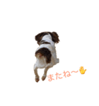 ブリタニースパニエル  あいさつ（個別スタンプ：19）