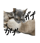 猫のあんこさん（個別スタンプ：13）