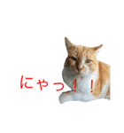 家のニャンコ（個別スタンプ：6）