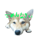 柴犬つくね（個別スタンプ：3）