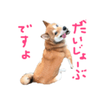 柴犬つくね（個別スタンプ：6）