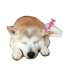 柴犬 わんわん（個別スタンプ：1）