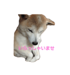 柴犬 わんわん（個別スタンプ：2）
