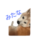 柴犬 わんわん（個別スタンプ：3）