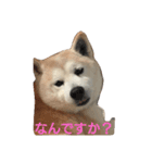 柴犬 わんわん（個別スタンプ：4）