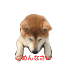 柴犬 わんわん（個別スタンプ：5）