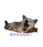 柴犬 わんわん（個別スタンプ：6）