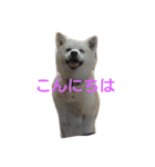柴犬 わんわん（個別スタンプ：7）