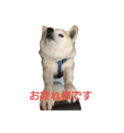 柴犬 わんわん（個別スタンプ：8）