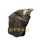 お転婆テンちゃん（個別スタンプ：5）