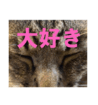 色々と物申すネコ（個別スタンプ：5）
