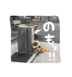 愛犬ボス（個別スタンプ：6）