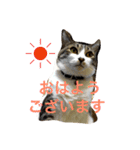 ころすけスタンプ2（個別スタンプ：1）