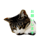 ころすけスタンプ2（個別スタンプ：5）