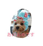 くーちゃんの生活（個別スタンプ：4）