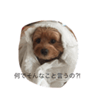 くーちゃんの生活（個別スタンプ：6）