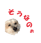 ハッピークッキー！（個別スタンプ：1）