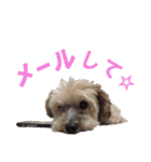 ハッピークッキー！（個別スタンプ：4）