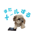 ハッピークッキー！（個別スタンプ：5）