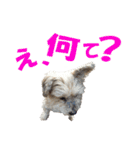 ハッピークッキー！（個別スタンプ：9）