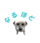 ハッピークッキー！（個別スタンプ：10）