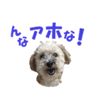 ハッピークッキー！（個別スタンプ：12）