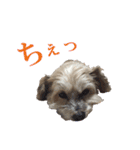 ハッピークッキー！（個別スタンプ：16）