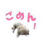 ハッピークッキー！（個別スタンプ：17）