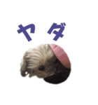 ハッピークッキー！（個別スタンプ：19）