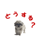 ハッピークッキー！（個別スタンプ：22）
