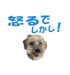 ハッピークッキー！（個別スタンプ：24）