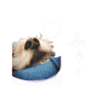ハッピークッキー！（個別スタンプ：29）