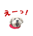 ハッピークッキー！（個別スタンプ：31）