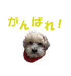 ハッピークッキー！（個別スタンプ：32）
