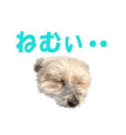 ハッピークッキー！（個別スタンプ：37）