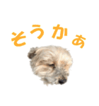 ハッピークッキー！（個別スタンプ：39）