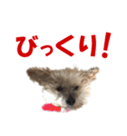 ハッピークッキー！（個別スタンプ：40）